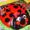 Ladybug